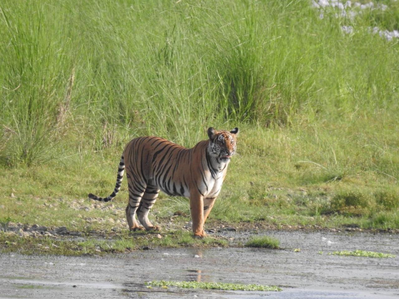 Tiger Tops Tharu Lodge Чітаван Екстер'єр фото