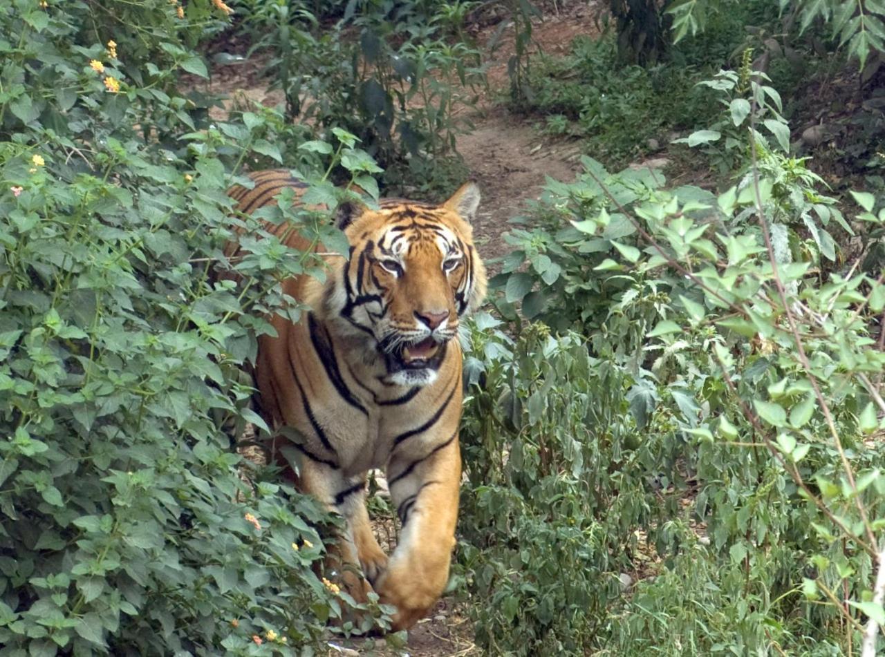 Tiger Tops Tharu Lodge Чітаван Екстер'єр фото