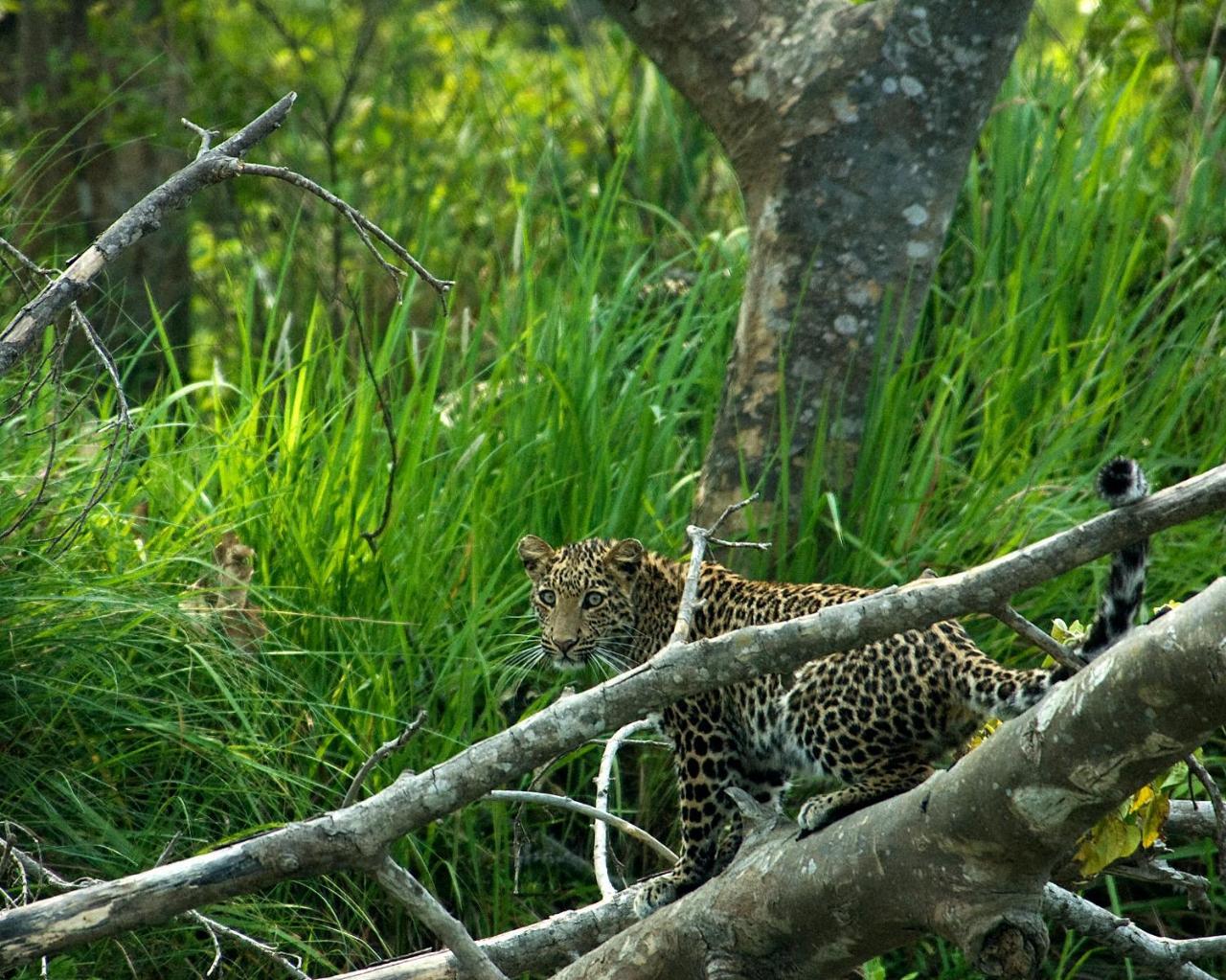 Tiger Tops Tharu Lodge Чітаван Екстер'єр фото